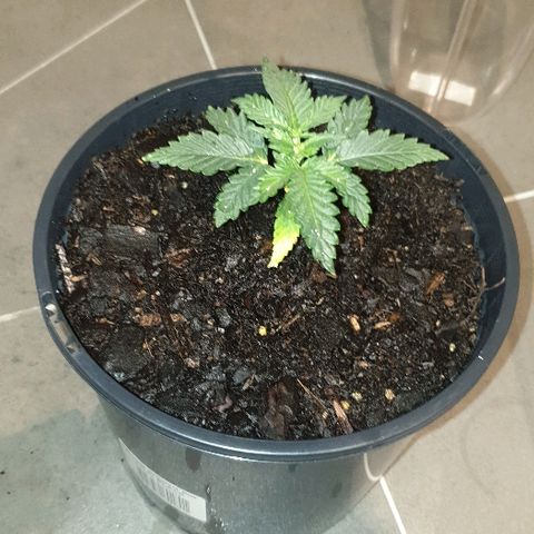 Rhino Ryder growlog timeline photo