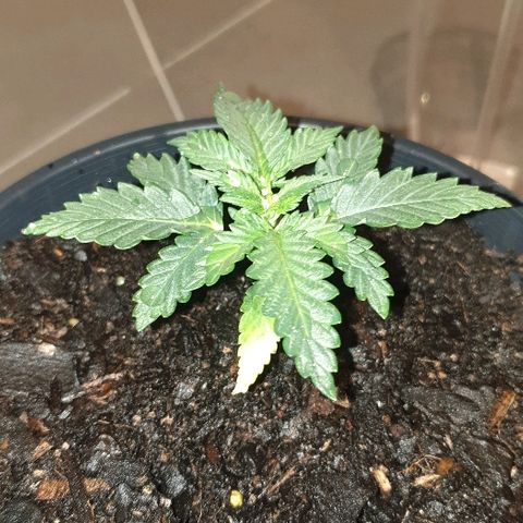 Rhino Ryder growlog timeline photo