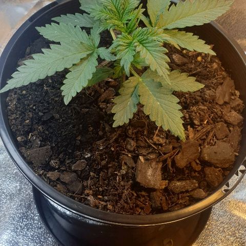 Rhino Ryder growlog timeline photo