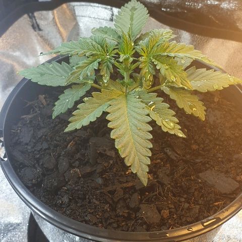 Rhino Ryder growlog timeline photo