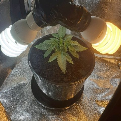 Rhino Ryder growlog timeline photo