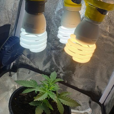Rhino Ryder growlog timeline photo
