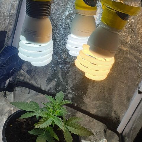 Rhino Ryder growlog timeline photo