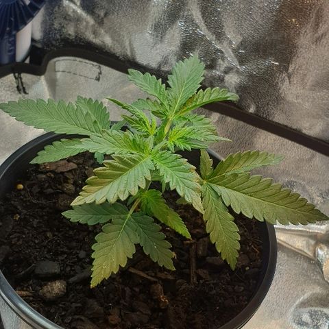 Rhino Ryder growlog timeline photo