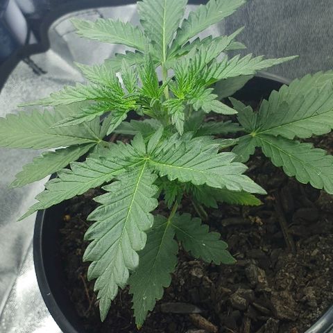 Rhino Ryder growlog timeline photo