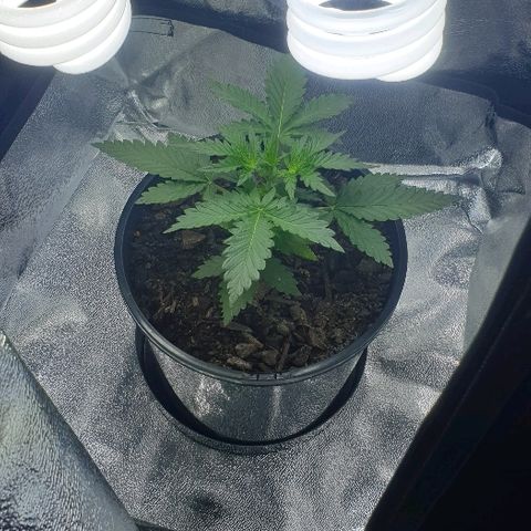 Rhino Ryder growlog timeline photo