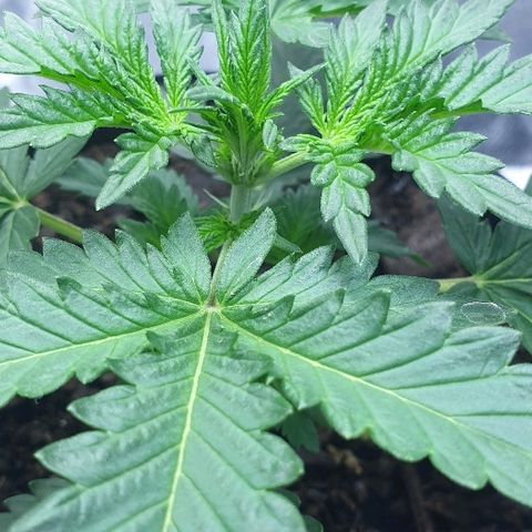 Rhino Ryder growlog timeline photo