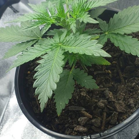 Rhino Ryder growlog timeline photo