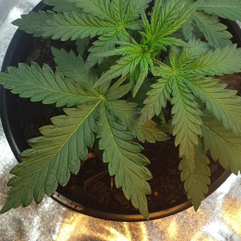 Rhino Ryder growlog timeline photo