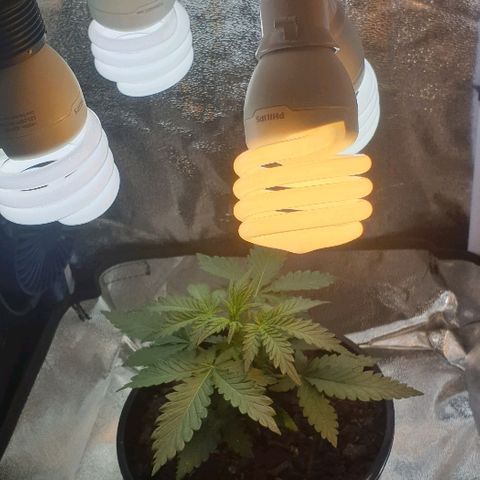 Rhino Ryder growlog timeline photo