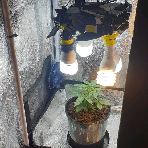 Rhino Ryder growlog timeline photo