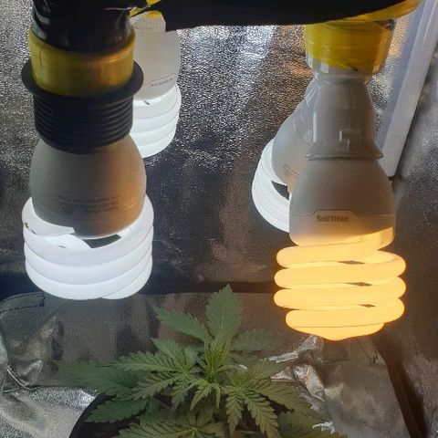 Rhino Ryder growlog timeline photo