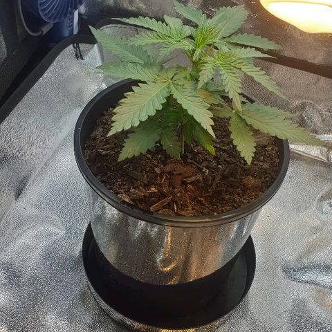 Rhino Ryder growlog timeline photo