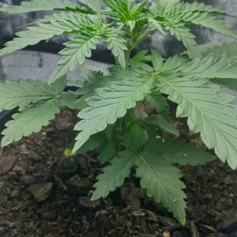 Rhino Ryder growlog timeline photo