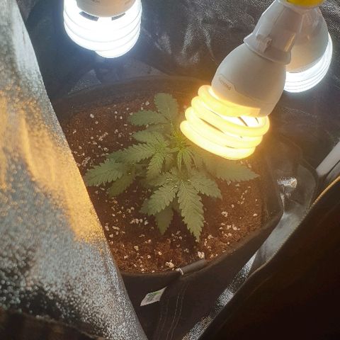 Rhino Ryder growlog photo: Transplant into fabric pot