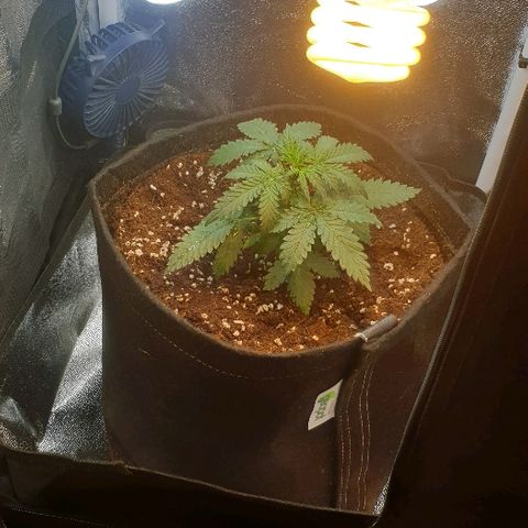 Rhino Ryder growlog photo: Transplant into fabric pot
