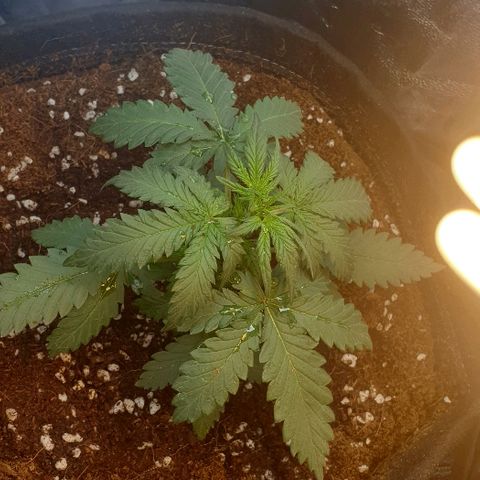 Rhino Ryder growlog photo: Transplant into fabric pot