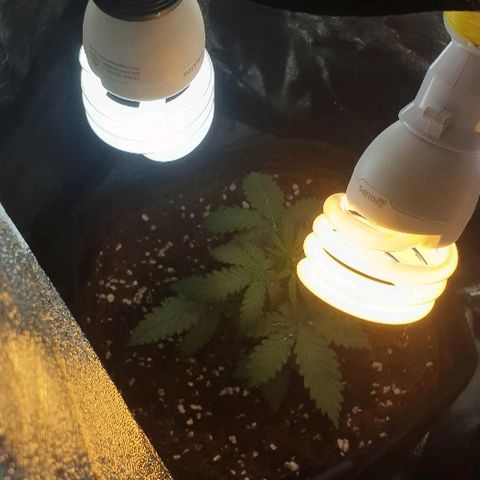 Rhino Ryder growlog photo: Transplant into fabric pot