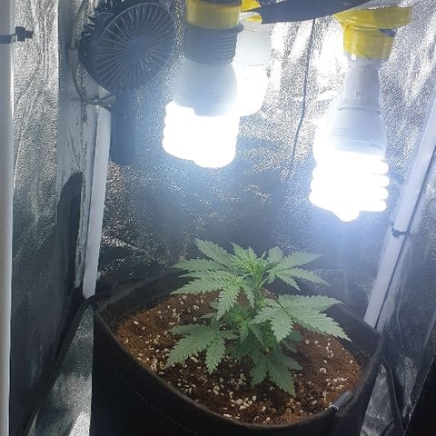 Rhino Ryder growlog timeline photo