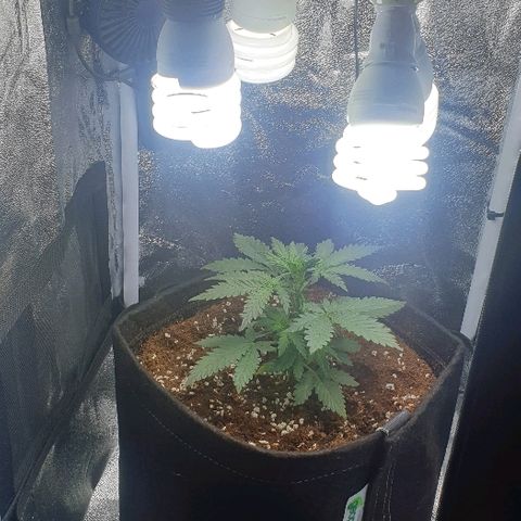 Rhino Ryder growlog timeline photo