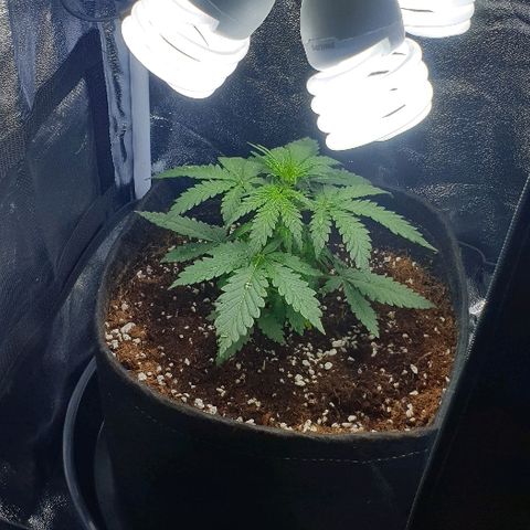 Rhino Ryder growlog timeline photo