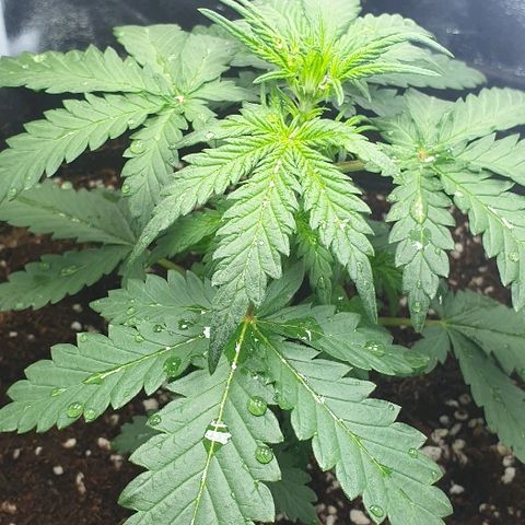 Rhino Ryder growlog timeline photo