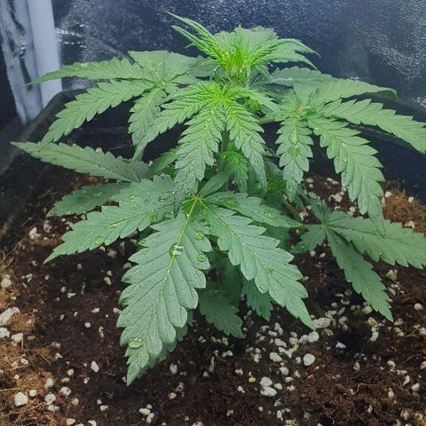 Rhino Ryder growlog timeline photo