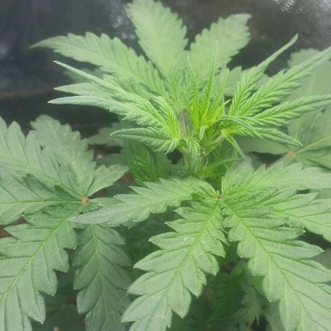 Rhino Ryder growlog timeline photo