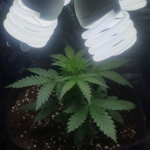 Rhino Ryder growlog timeline photo