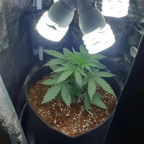 Rhino Ryder growlog timeline photo