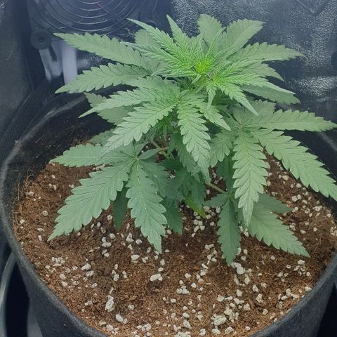 Rhino Ryder growlog timeline photo
