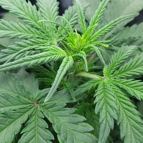 Rhino Ryder growlog photo: Flowering starting