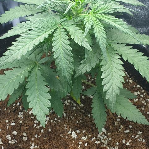 Rhino Ryder growlog photo: Flowering starting