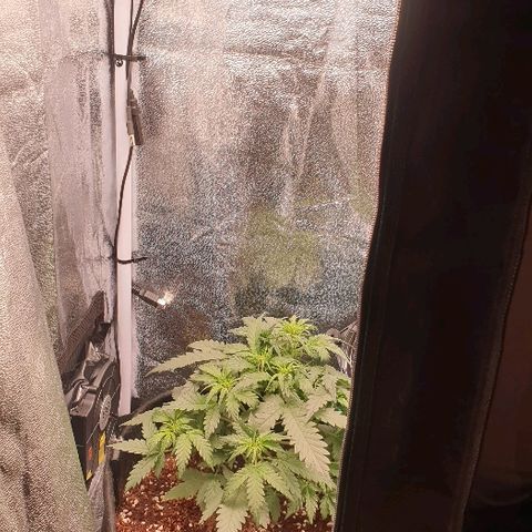 Rhino Ryder growlog photo: Late LST, New HLG120 LIGHT