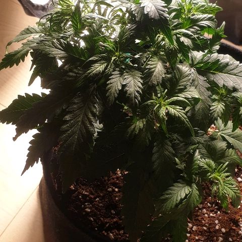 Rhino Ryder growlog photo: Late LST, New HLG120 LIGHT