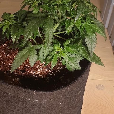 Rhino Ryder growlog photo: Late LST, New HLG120 LIGHT