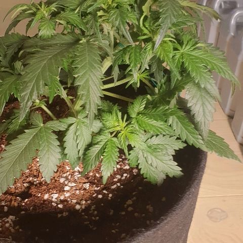 Rhino Ryder growlog photo: Late LST, New HLG120 LIGHT
