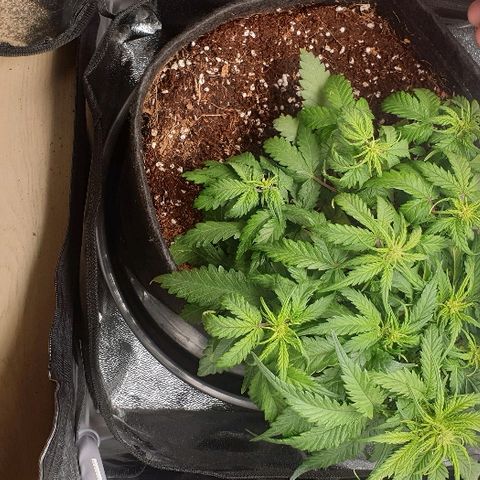 Rhino Ryder growlog timeline photo