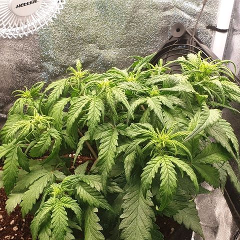 Rhino Ryder growlog timeline photo
