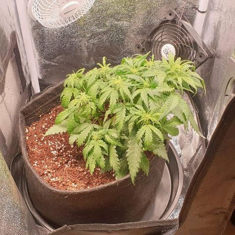 Rhino Ryder growlog timeline photo