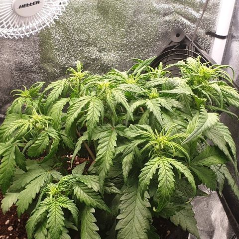 Rhino Ryder growlog timeline photo