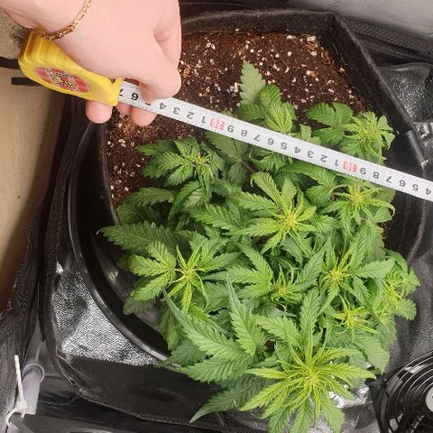 Rhino Ryder growlog timeline photo