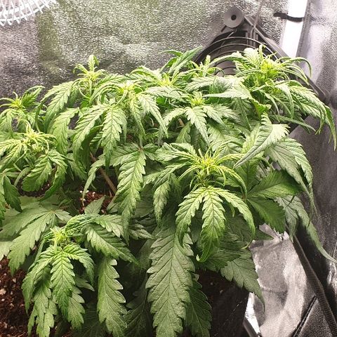 Rhino Ryder growlog timeline photo