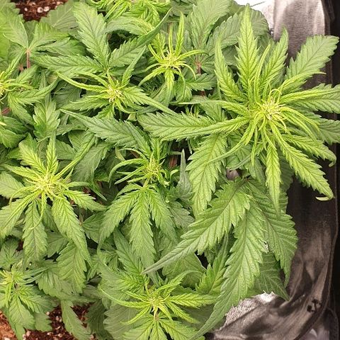 Rhino Ryder growlog timeline photo