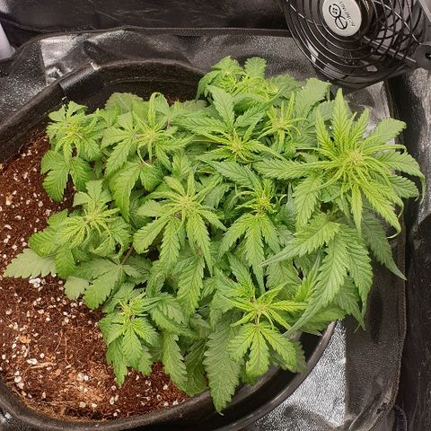 Rhino Ryder growlog timeline photo
