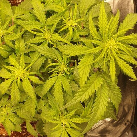 Rhino Ryder growlog timeline photo