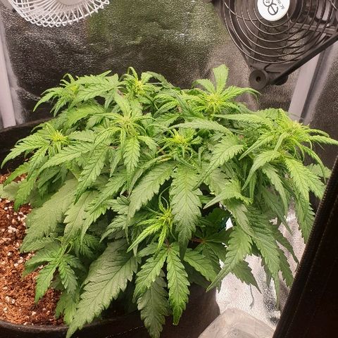 Rhino Ryder growlog timeline photo