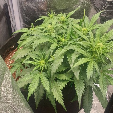 Rhino Ryder growlog timeline photo