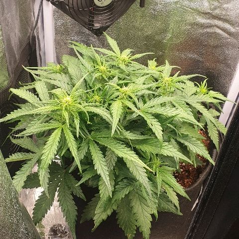 Rhino Ryder growlog timeline photo