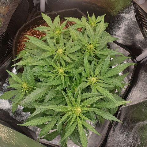 Rhino Ryder growlog timeline photo